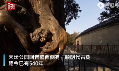 北京天坛540年古树被游客盘出包浆像古玩市场销