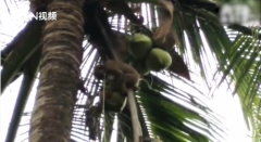 每天被迫采约1000个椰子，下班后被塞进笼子！因