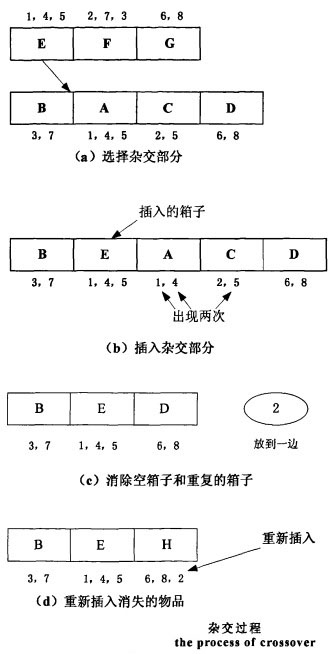 杂交过程